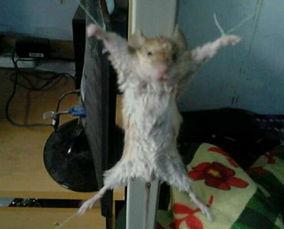 最新爆料老鼠视频,最新老鼠视频曝光，触目惊心现场直击