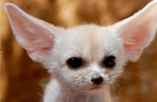 娱乐吃瓜丫狐狸,揭秘丫狐狸背后的故事  第2张